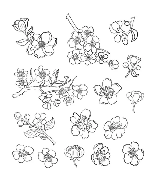 Rama Flor Cerezo Blanco Ilustración Vectorial Flor Sakura Niza Flor — Vector de stock