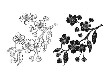 Beyaz üzerine kiraz ağacı dalı. Vektör illüstrasyonu Sakura Çiçeği, Güzel Şeftali Çiçeği izole vektörü. Japon çiçekleri..