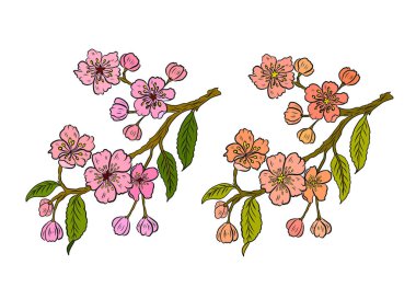 Beyaz üzerine kiraz ağacı dalı. Vektör illüstrasyonu Sakura Çiçeği, Güzel Şeftali Çiçeği izole vektörü. Japon çiçekleri..