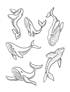 Beyaz arkaplanda Balina vektör çizimi.