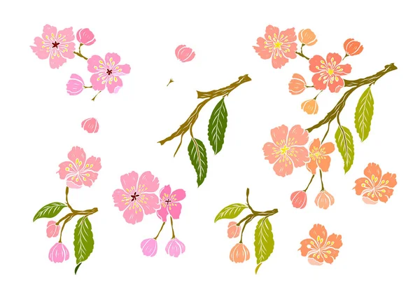 Zweig Der Kirschblüte Auf Weiß Vektorillustration Sakura Blume Schöne Pfirsichblüte — Stockvektor