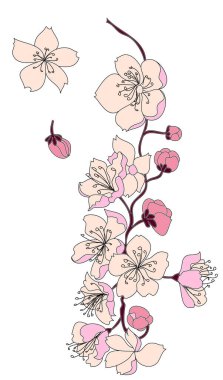 Serbest el Sakura çiçek vektörü seti, Güzel çizgi sanatı Şeftali çiçeği beyaz arka planda izole edilir