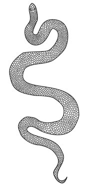 Hand drawn snake vector Illustration on black background.Milk snake vector.Red snake vector.Lampropeltis triangulum vector.Sticker and hand drawn snake for tattoo.Red snake Reptile on white background.