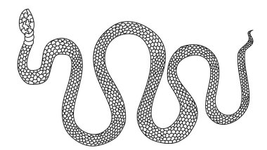 Hand drawn snake vector Illustration on black background.Milk snake vector.Red snake vector.Lampropeltis triangulum vector.Sticker and hand drawn snake for tattoo.Red snake Reptile on white background.