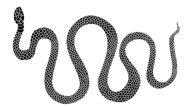 Hand drawn snake vector Illustration on black background.Milk snake vector.Lampropeltis triangulum vector.Sticker and hand drawn snake for tattoo.snake Reptile illustration.