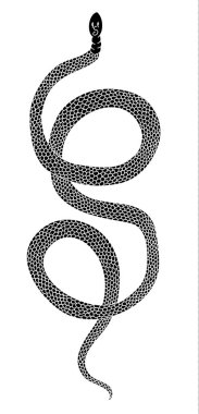 Hand drawn snake vector Illustration on black background.Milk snake vector.Lampropeltis triangulum vector.Sticker and hand drawn snake for tattoo.snake Reptile illustration.
