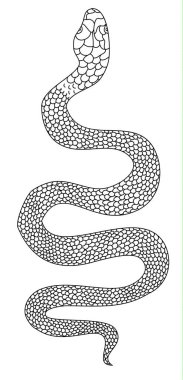 Hand drawn snake vector Illustration on black background.Milk snake vector.Lampropeltis triangulum vector.Sticker and hand drawn snake for tattoo.snake Reptile illustration.