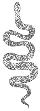 Hand drawn snake vector Illustration on black background.Milk snake vector.Lampropeltis triangulum vector.Sticker and hand drawn snake for tattoo.snake Reptile illustration.