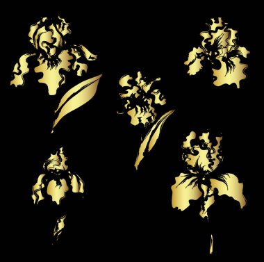 Japon Iris çiçek seti. El çizimi ve zambak çiçeği resmi..