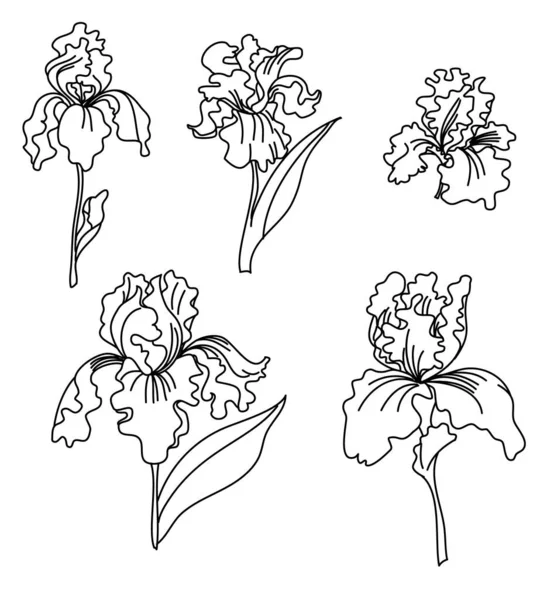 Flor Iris Japonesa Set Hand Dibujada Pintando Flor Iris — Archivo Imágenes Vectoriales