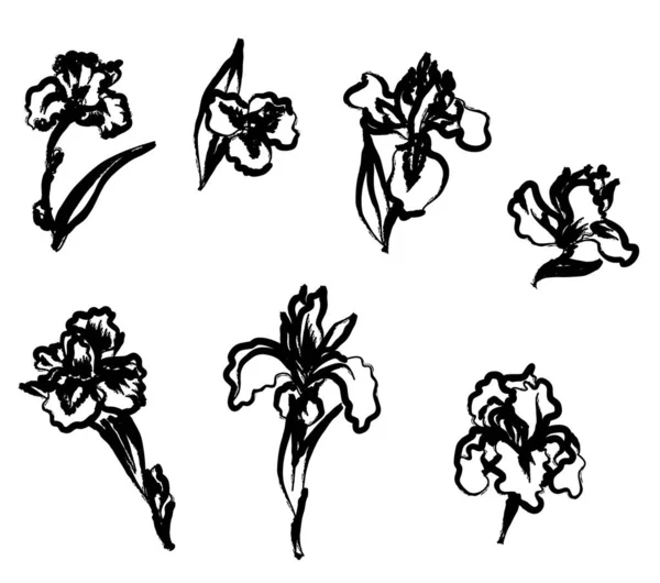 Japán Iris Virág Set Kézzel Rajzolt Festett Írisz Virág — Stock Vector