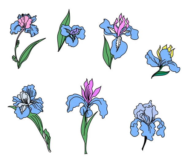 Flor Iris Japonesa Set Hand Dibujada Pintando Flor Iris — Archivo Imágenes Vectoriales