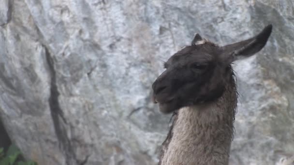 Lama close up — Stock Video