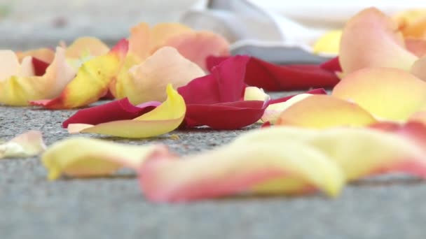 Rose petals — Stock Video