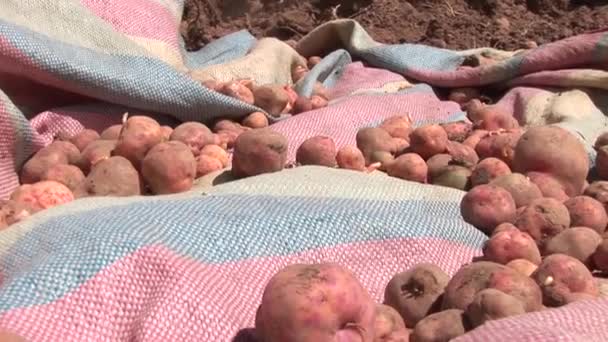 Hasat edilmiş patatesler — Stok video