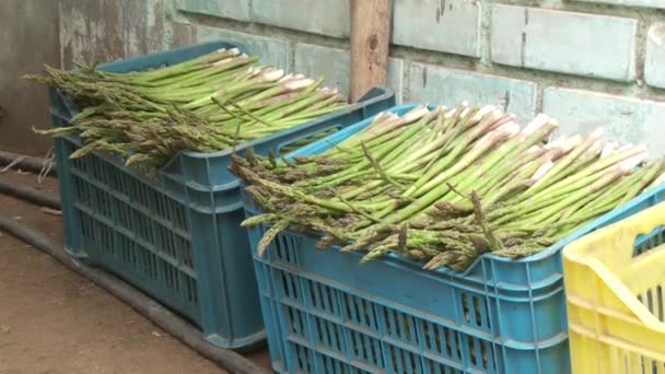 Asperges in de vakken — Stockvideo