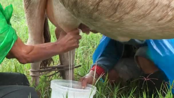 Фермеры доят коров — стоковое видео