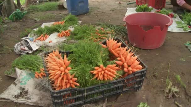 Свежая морковка на земле — стоковое видео