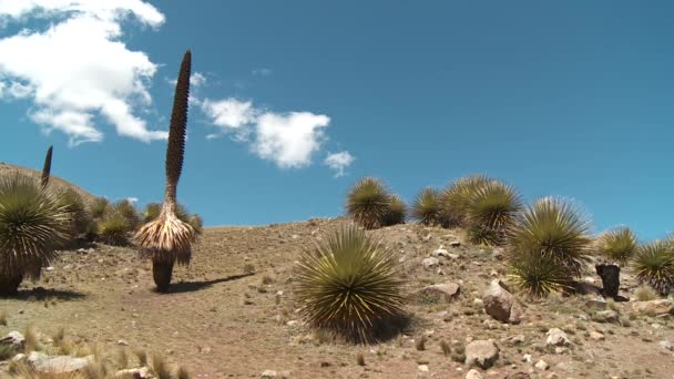 ペルーのプヤ — ストック動画