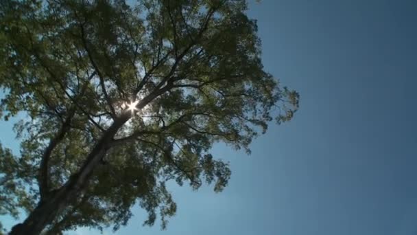 Sole tra gli alberi — Video Stock