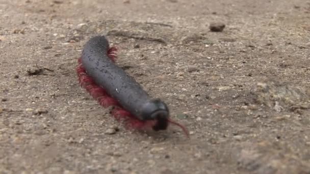 Centipede, Peru — Stock Video
