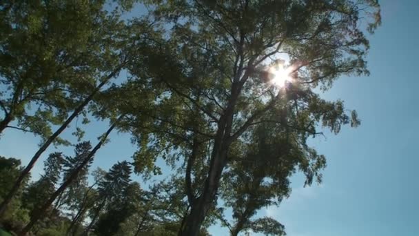 Zon door de bomen — Stockvideo