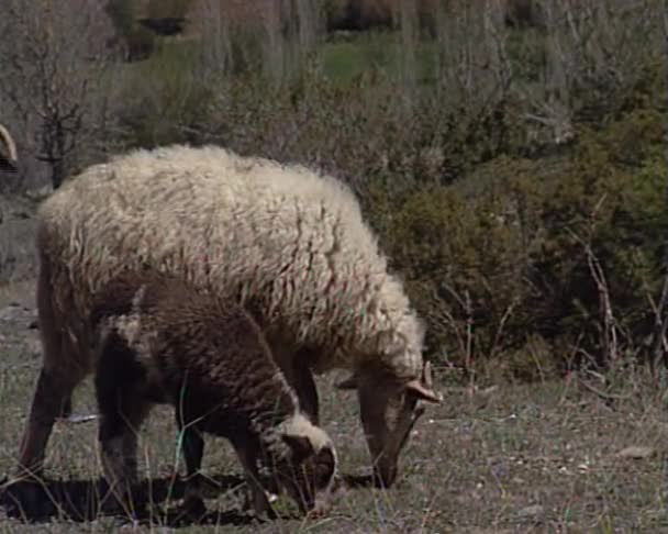 Овцы — стоковое видео