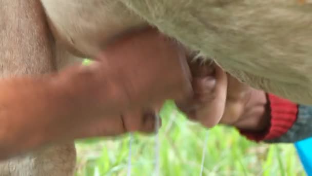 Agricultores vacas leiteiras — Vídeo de Stock