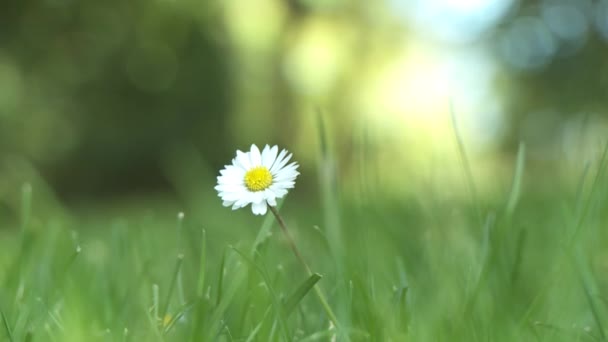 Daisy flower — Stock Video