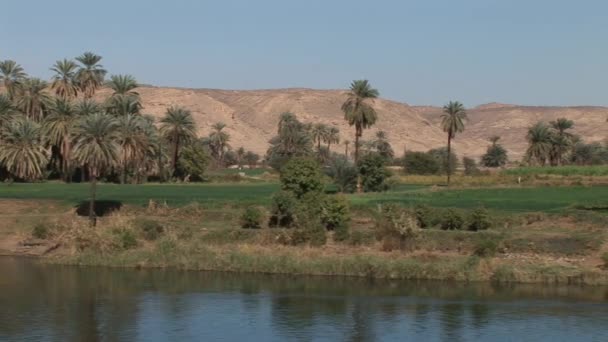 Paisajes de peluche frente al río Nilo — Vídeo de stock