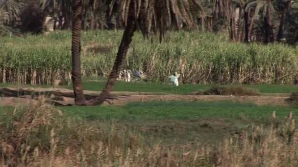 Сельское хозяйство у Нила — стоковое видео