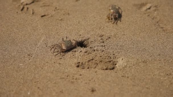 Krabben op het strand — Stockvideo