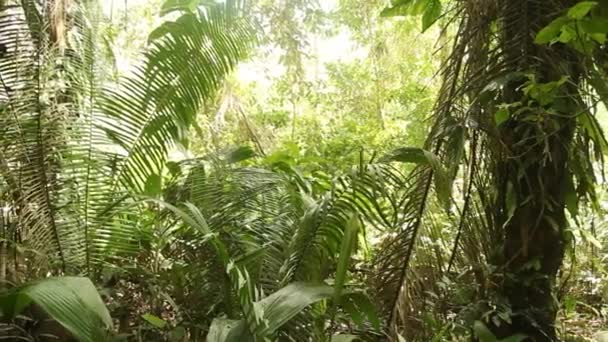 Amazonský deštný prales v Peru — Stock video