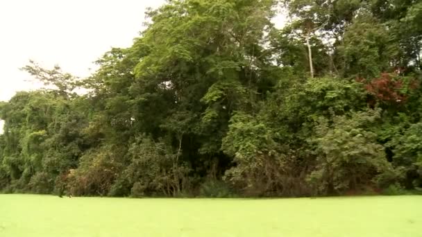 Paseo en barco por el río Amazonas — Vídeos de Stock