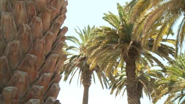 Palm trees — Stock Video