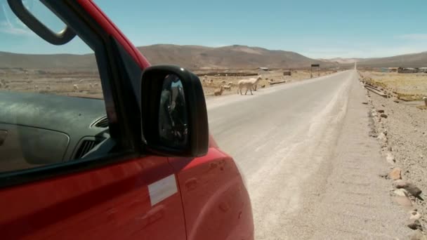 Lamas de woestijn weg oversteken — Stockvideo