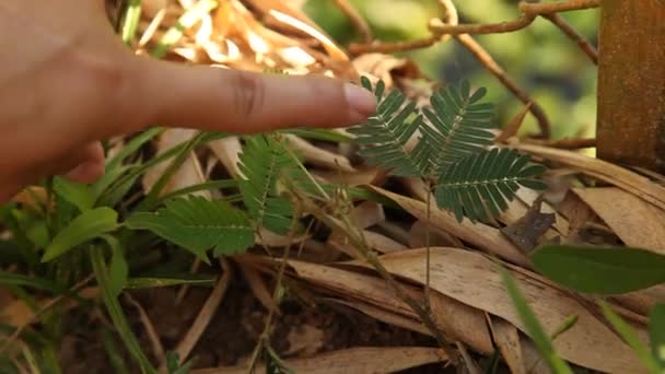 Hand touching mimosa leaves — Stock Video