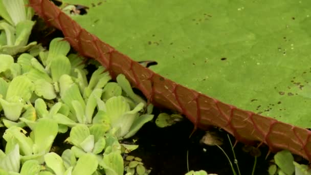 Laguna con plantas de agua — Vídeos de Stock