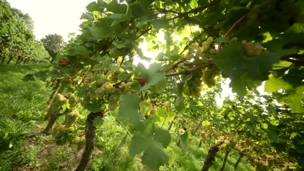 Vineyard — Stock Video