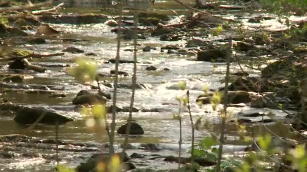 Mała rzeka — Wideo stockowe