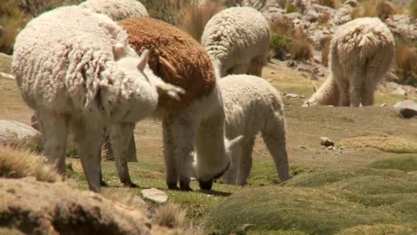 Llamas eating grass — Stock Video