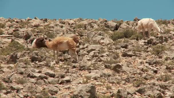 Llamas eating grass — Stock Video