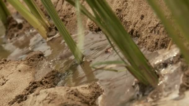 Planta de vetiver gras — Vídeo de Stock