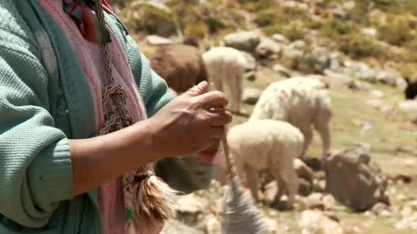 Farmer spinning yarn while sheep graze — Stock Video