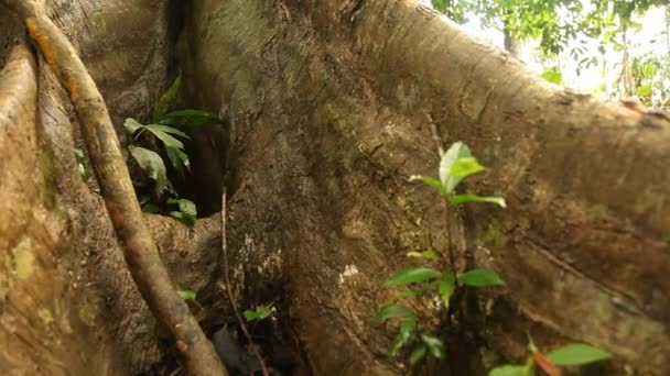 Amazônia-Floresta tropical no Peru — Vídeo de Stock