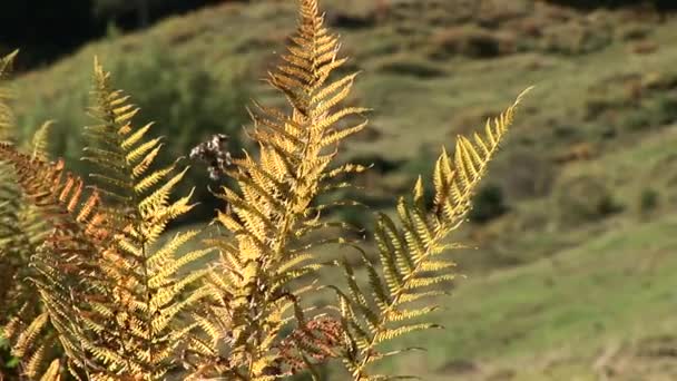 Schöne Natur in Österreich — Stockvideo