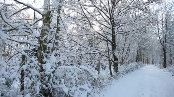 Femme dans la forêt d'hiver — Video