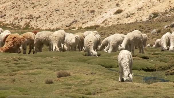 Ламы едят траву — стоковое видео