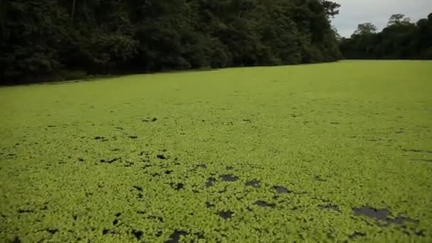 Boat trip at the Amazon river — Stock Video