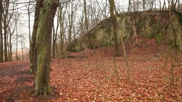 Bosque en otoño en Alemania, Europa — Vídeos de Stock